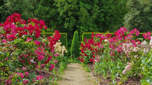 A path in the gunby gardens showing lots of different coloured roses